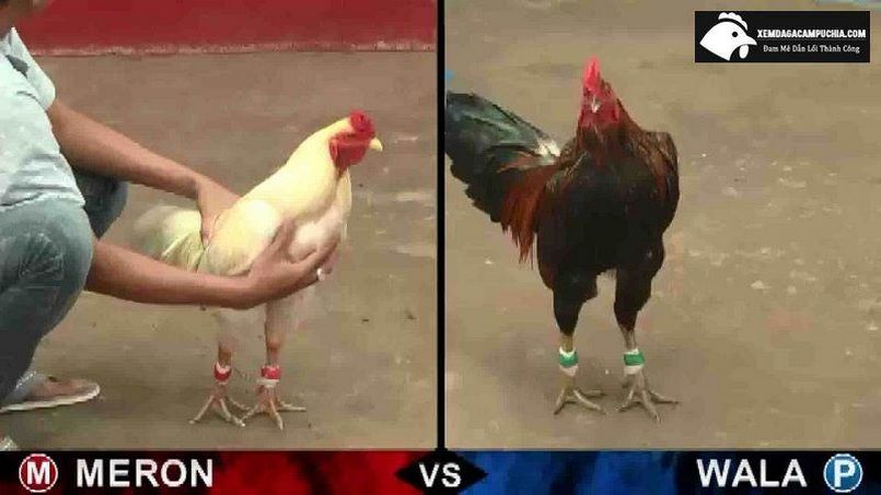 Đá gà Campuchia và những kiến thức anh em cần biết 5 Những thông tin chung giới thiệu về hình thức đá gà Campuchia
