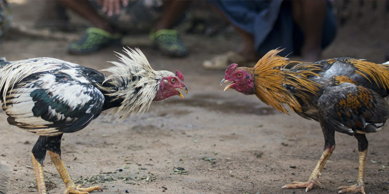 Những Điều Cần Biết Về Đá Gà Casino Cho Các Tân Thủ 9 Giới thiệu hình thức đá gà casino